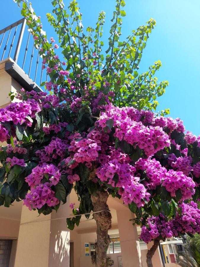 Bouganville Casa Vacanza Ambiente Climatizzato Con Wi Fi Pineto Exteriör bild